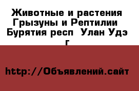 Животные и растения Грызуны и Рептилии. Бурятия респ.,Улан-Удэ г.